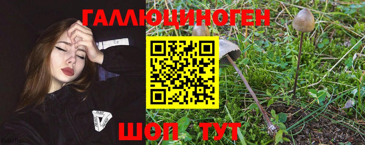 Галлюциногенные грибы Cubensis  Вход с VPN  Кольчугино 